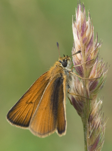 Thymelicus lineola